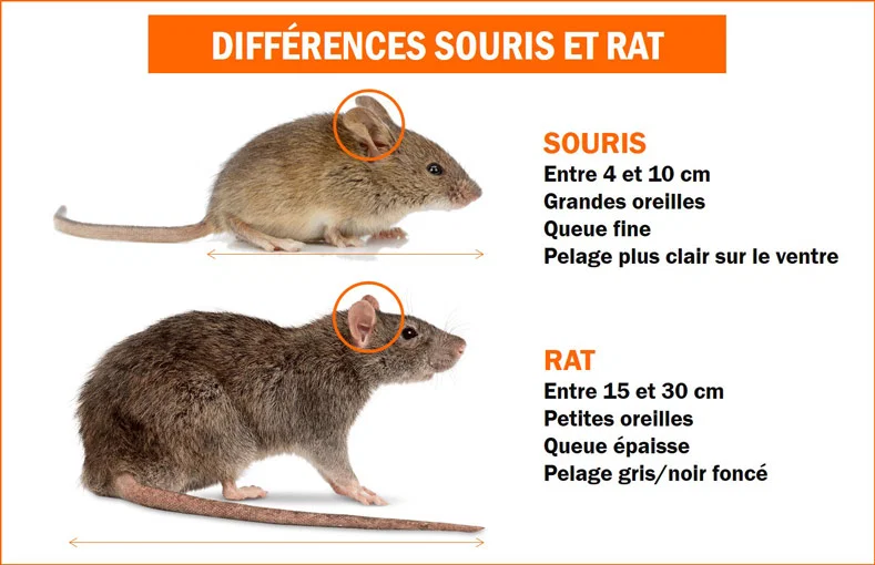 difference souris et rats