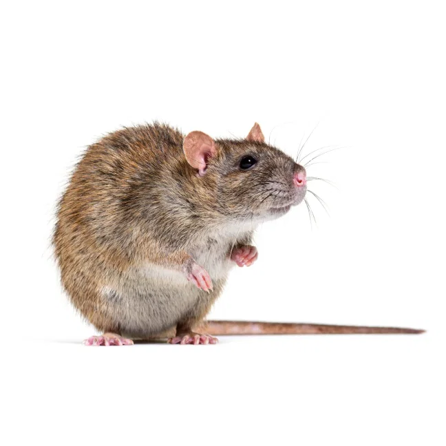 rats souris désinsectisation fourmis
